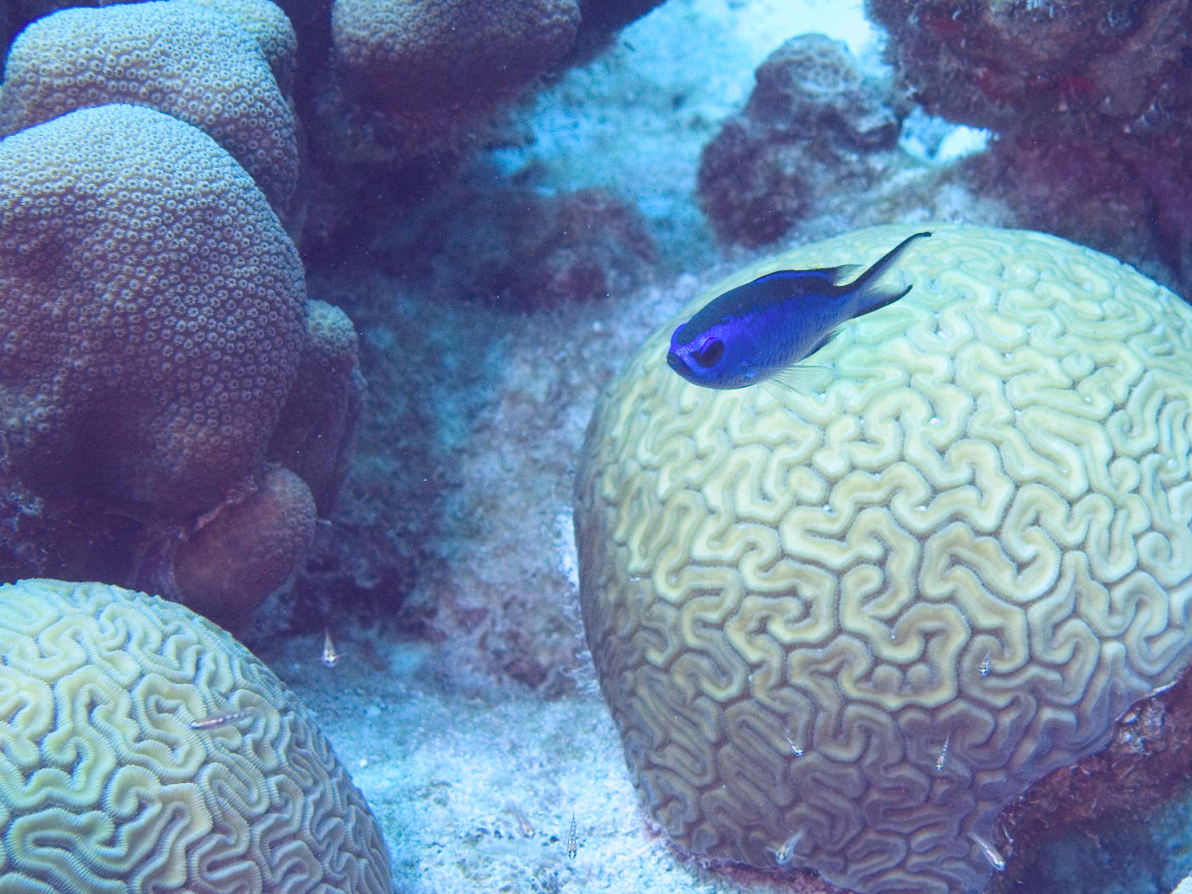 gal/Bonaire 2006/BlueCromisCoralCropped5x3.jpg